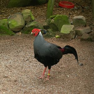 Siamese Fireback