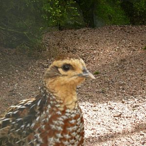 Female Reeve's Pheasant