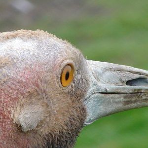 Australian Sarus Crane