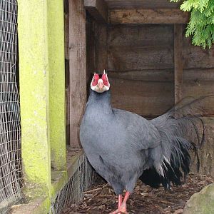 Blue eared Pheasant