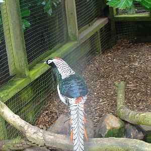 Lady Amherst's Pheasant