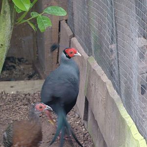 Siamese Fireback