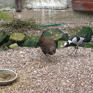 Bronze tailed peacock pheasant