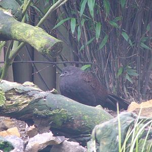 Mountain Peacock pheasant