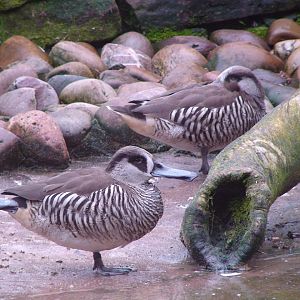 Pink eared Duck