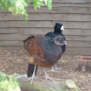 Great Curassow