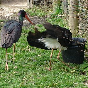 Black Stork