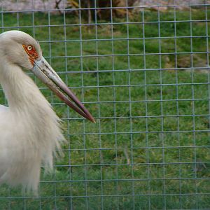 Maragui stork