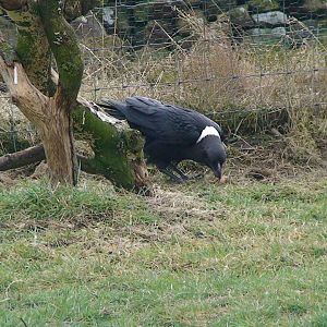 White naped raven