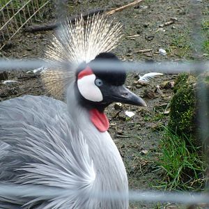 Grey Crowned Crane