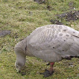 Cape barren goose