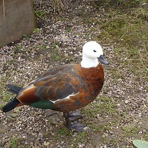 Paradise Shelduck