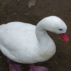 Coscoroba swan