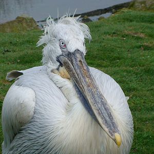 Dalmatian pelican