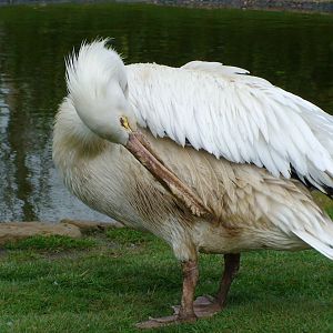 American white Pelican