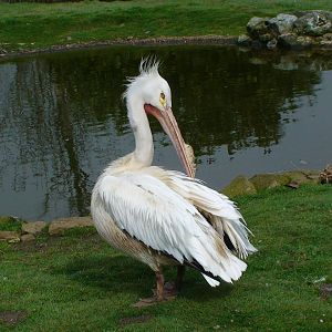 American white Pelican