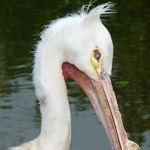 American white Pelican