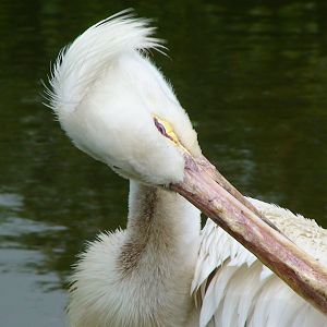 American white Pelican