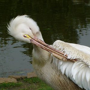 American white Pelican