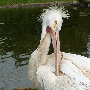 American white Pelican
