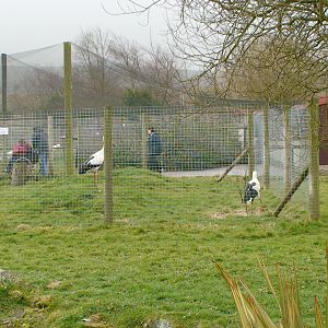 Maragui stork aviary