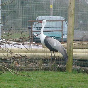 Wattled Crane