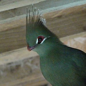 Livingstone's turaco