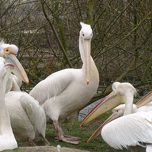 Great white Pelican