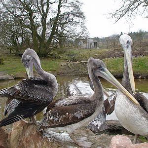 Brown Pelicans