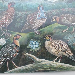 Part of tragopan sign - Belfast 04