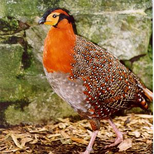 Blyths tragopan - Belfast 04