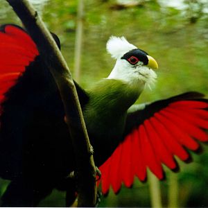 White-crested turaco - Belfast