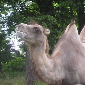 Bactrian camel - Belfast 05