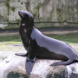 Sealion - Belfast