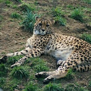 Cheetah - Belfast