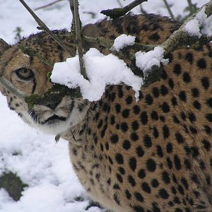 Cheetah - Belfast