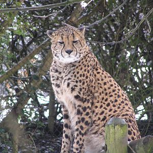 Cheetah - Belfast