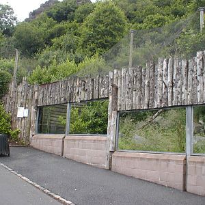 Golden cat enclosure - Belfast