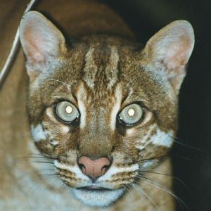 Golden cat - Belfast