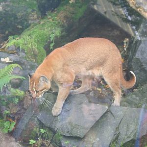 Golden cat - Belfast