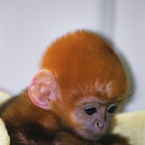 Baby francois - Belfast