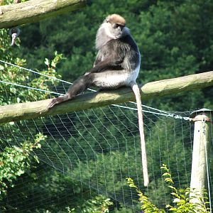 Purple-faced langur - Belfast
