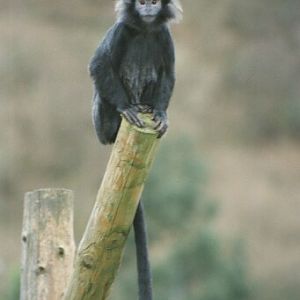 Javan brown langur - Belfast