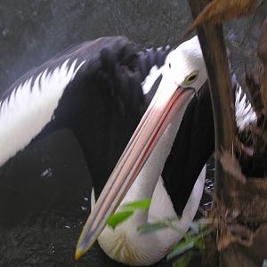 Austrailain pelican - Cairns tropical zoo 05