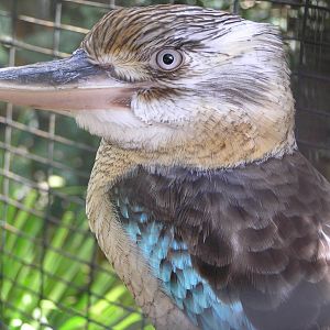 Blue winged kookaburra - Cairns tropical zoo 05