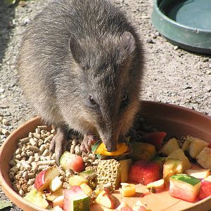 Potoroo - Cairns tropical zoo 05