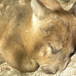 Wombat - Cairns tropical zoo 05