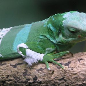 Fijian banded iguana - Cairns tropical zoo 05
