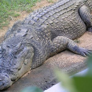 Salt water crocodile - Cairns tropical zoo 05