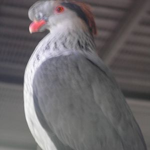 Pigeon spp? Cairns tropical zoo 05